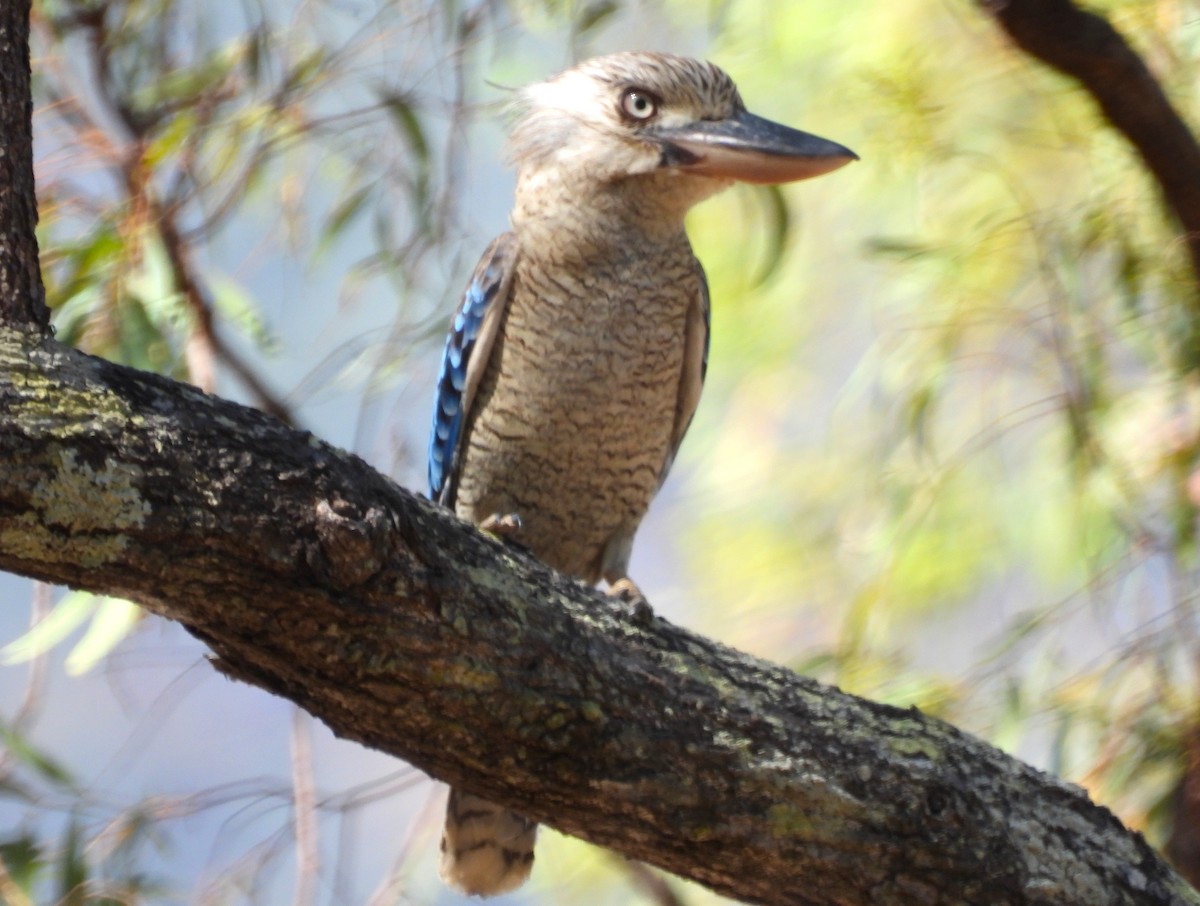 Blue-winged Kookaburra - ML646027075