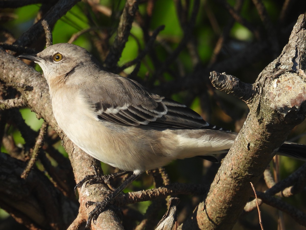 Sinsonte Norteño - ML646027077