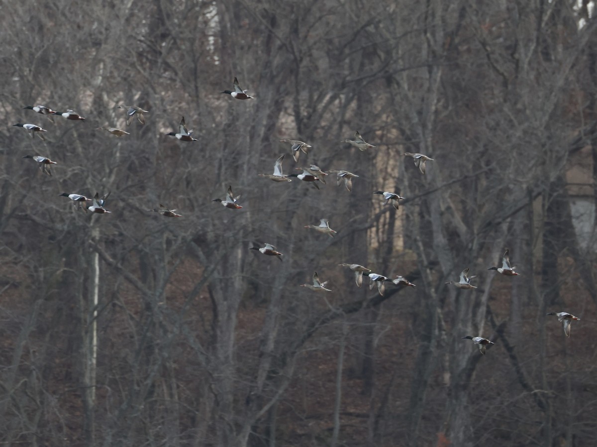 Kaşıkgaga - ML646027084