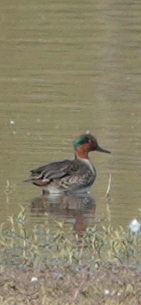 Green-winged Teal - ML646027088