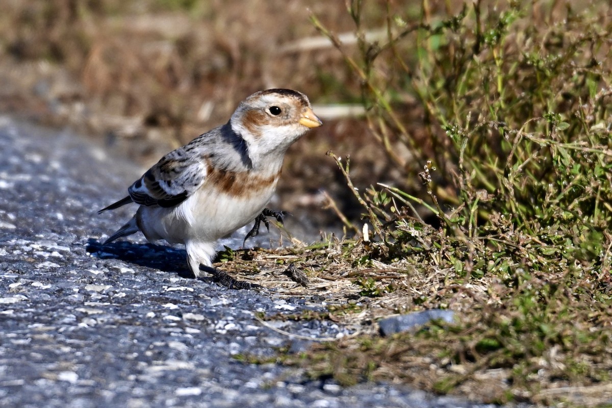 Пуночка снігова - ML646027089