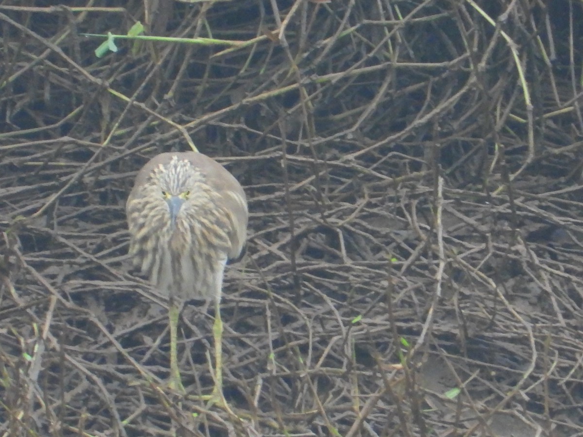 Indian Pond-Heron - ML646027090