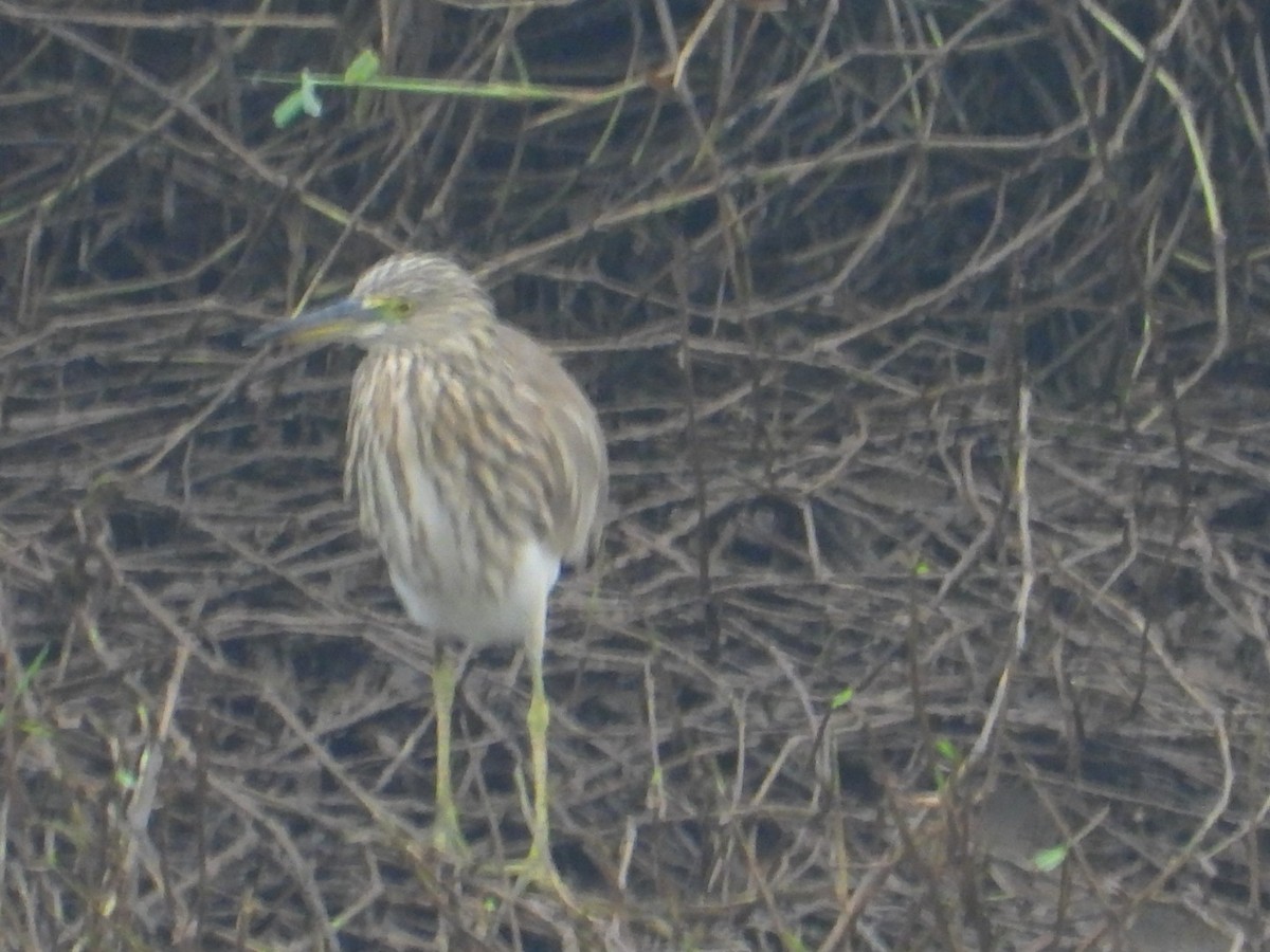 Indian Pond-Heron - ML646027091