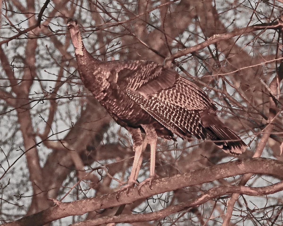 Wild Turkey - ML646027094