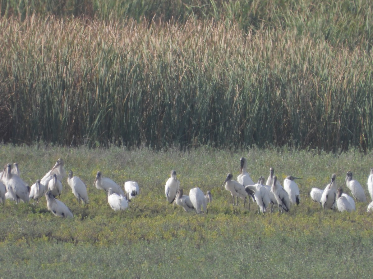 Wood Stork - ML646027095