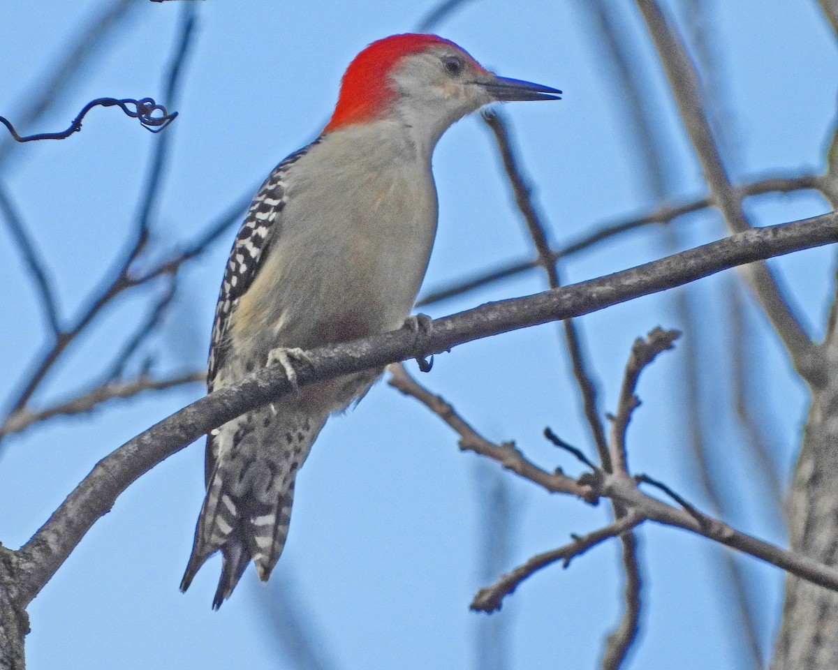 Red-bellied Woodpecker - ML646027106