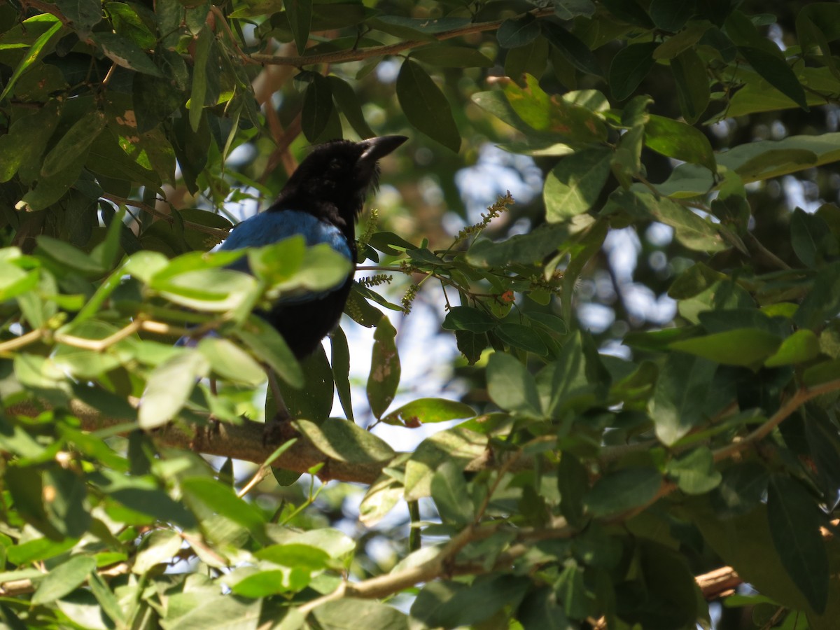 ヌレバカケス - ML646027107