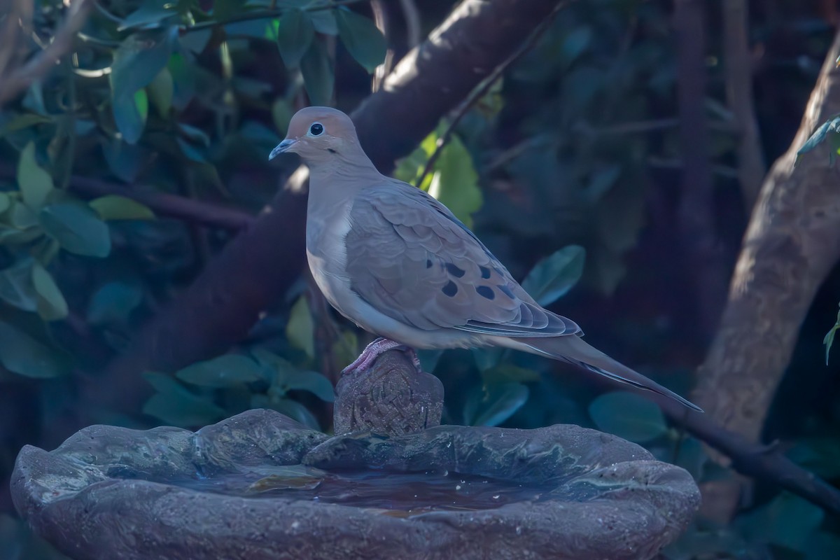 Mourning Dove - ML646027110