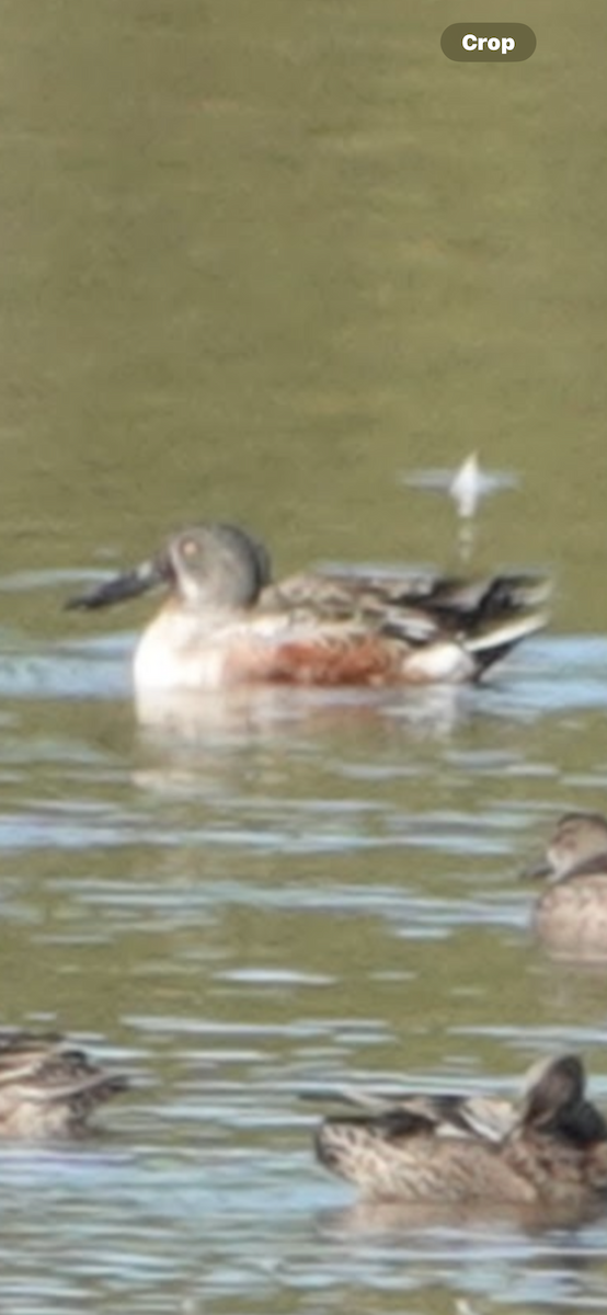 Kaşıkgaga - ML646027111