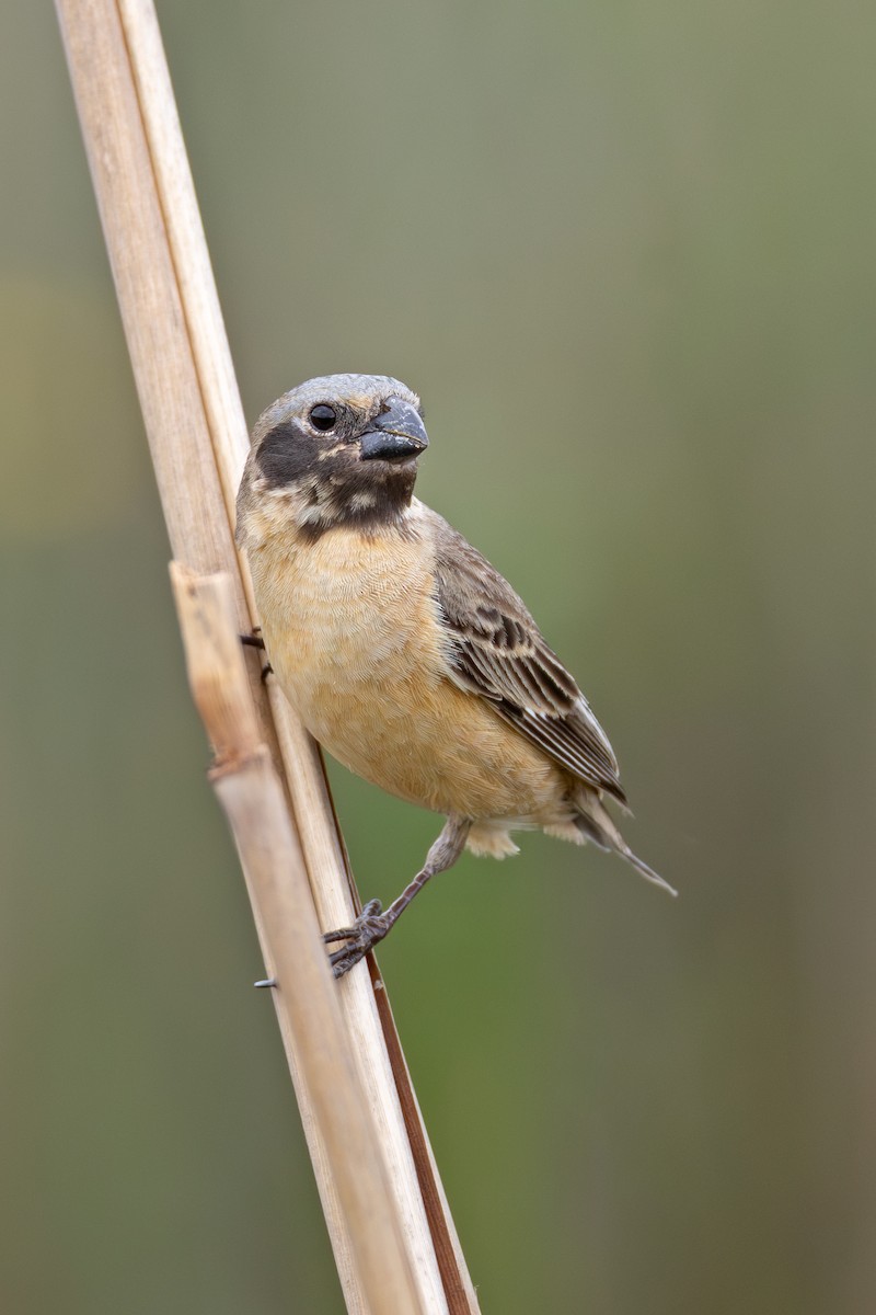 Ibera Seedeater - ML646027114