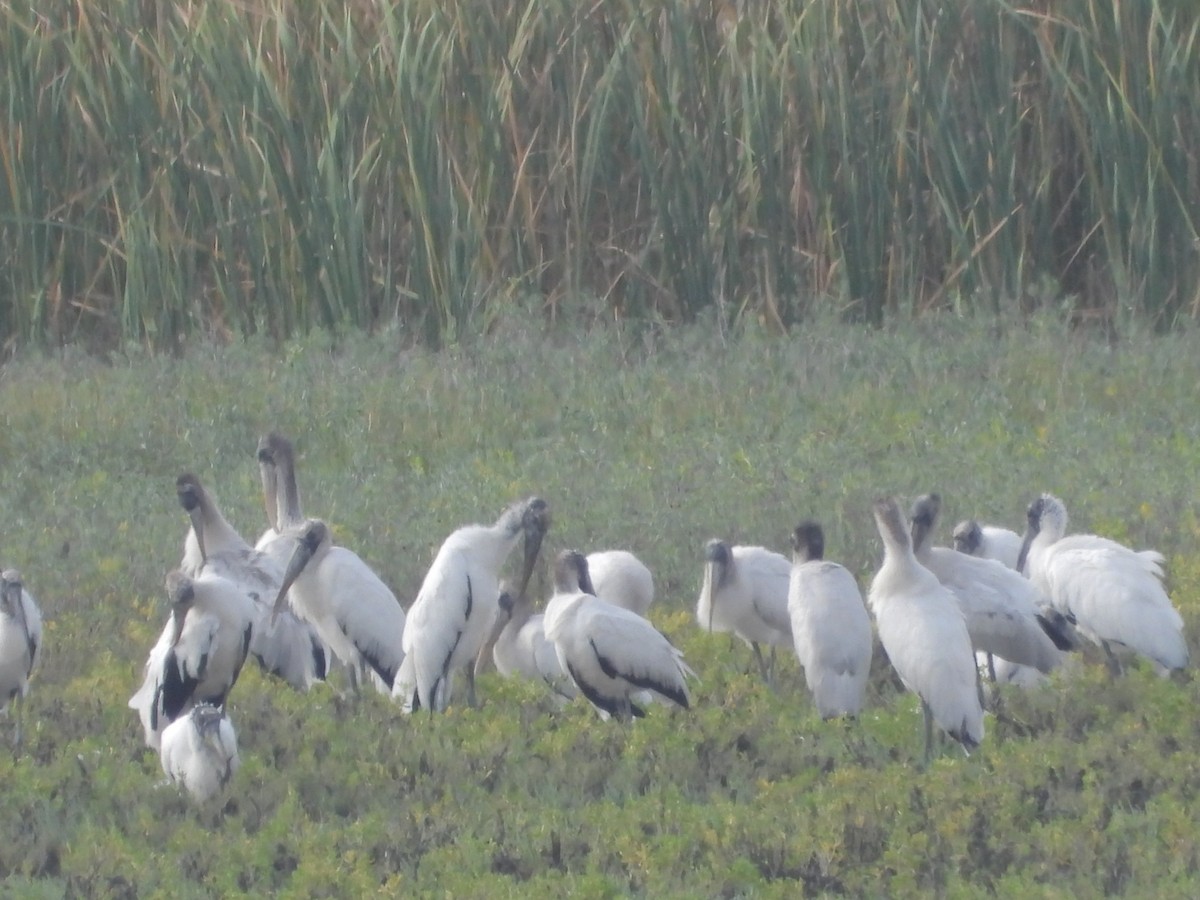 Wood Stork - ML646027116