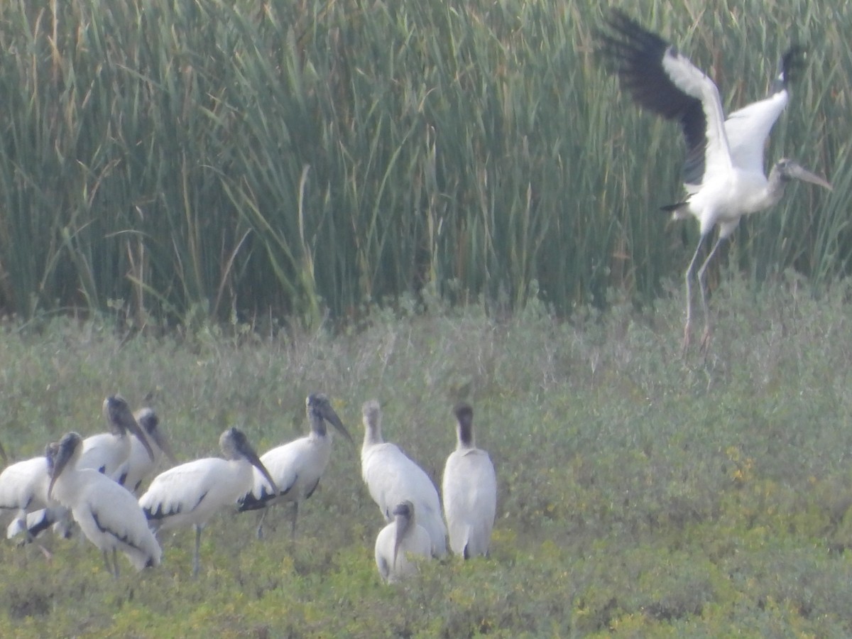 Wood Stork - ML646027117