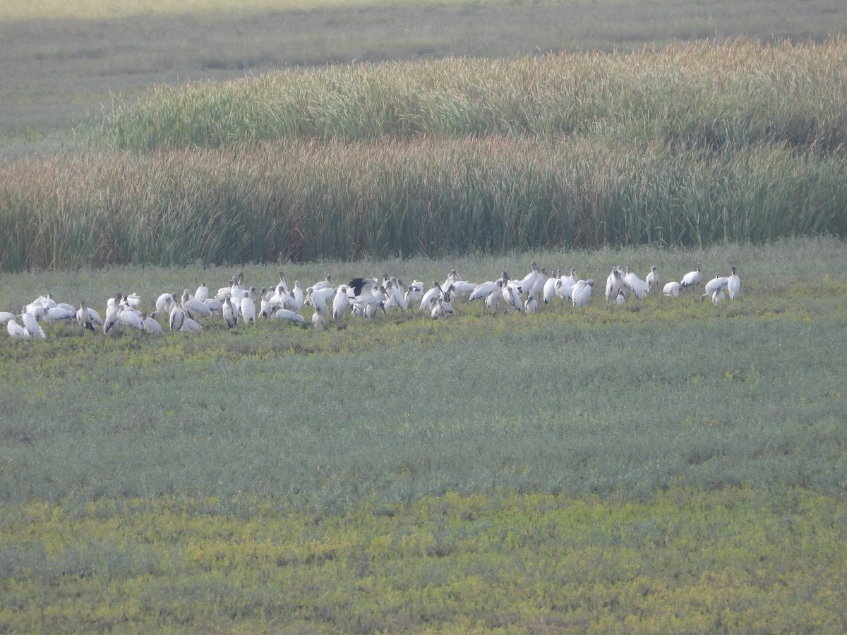 Wood Stork - ML646027118