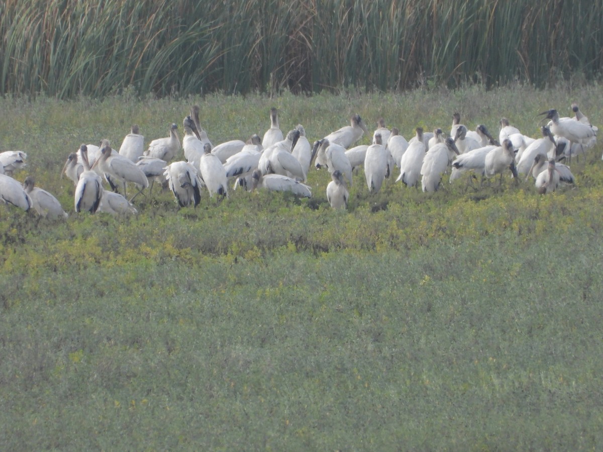 Wood Stork - ML646027119
