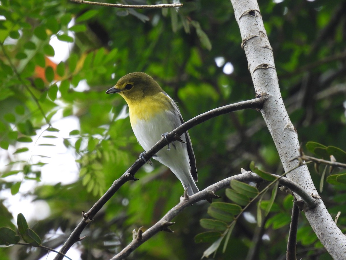 Yellow-throated Vireo - ML646027120