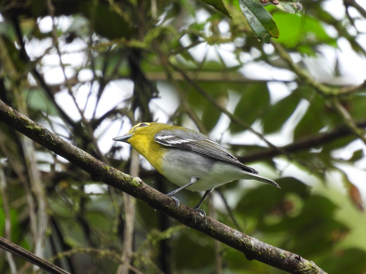 Yellow-throated Vireo - ML646027121