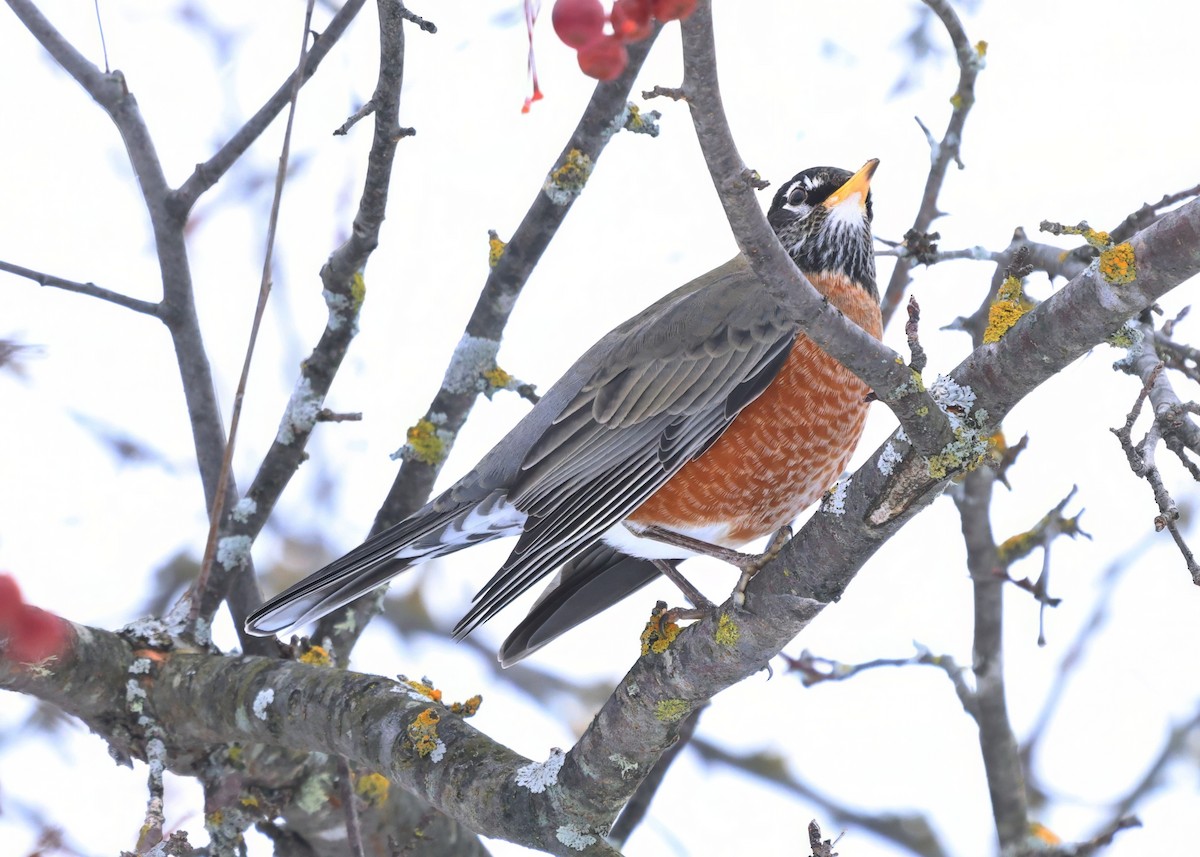 American Robin - ML646027123
