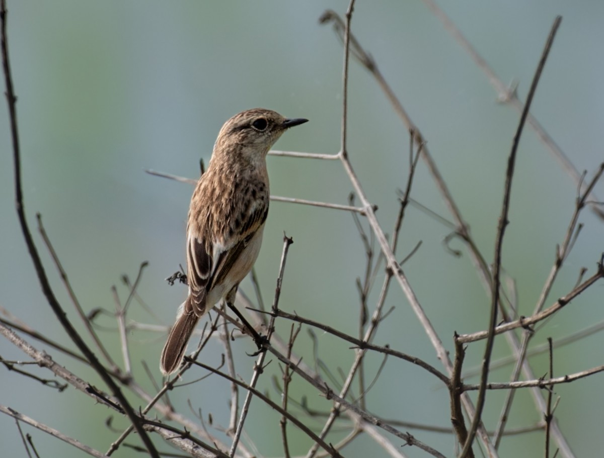 Siberian Stonechat - ML646027132