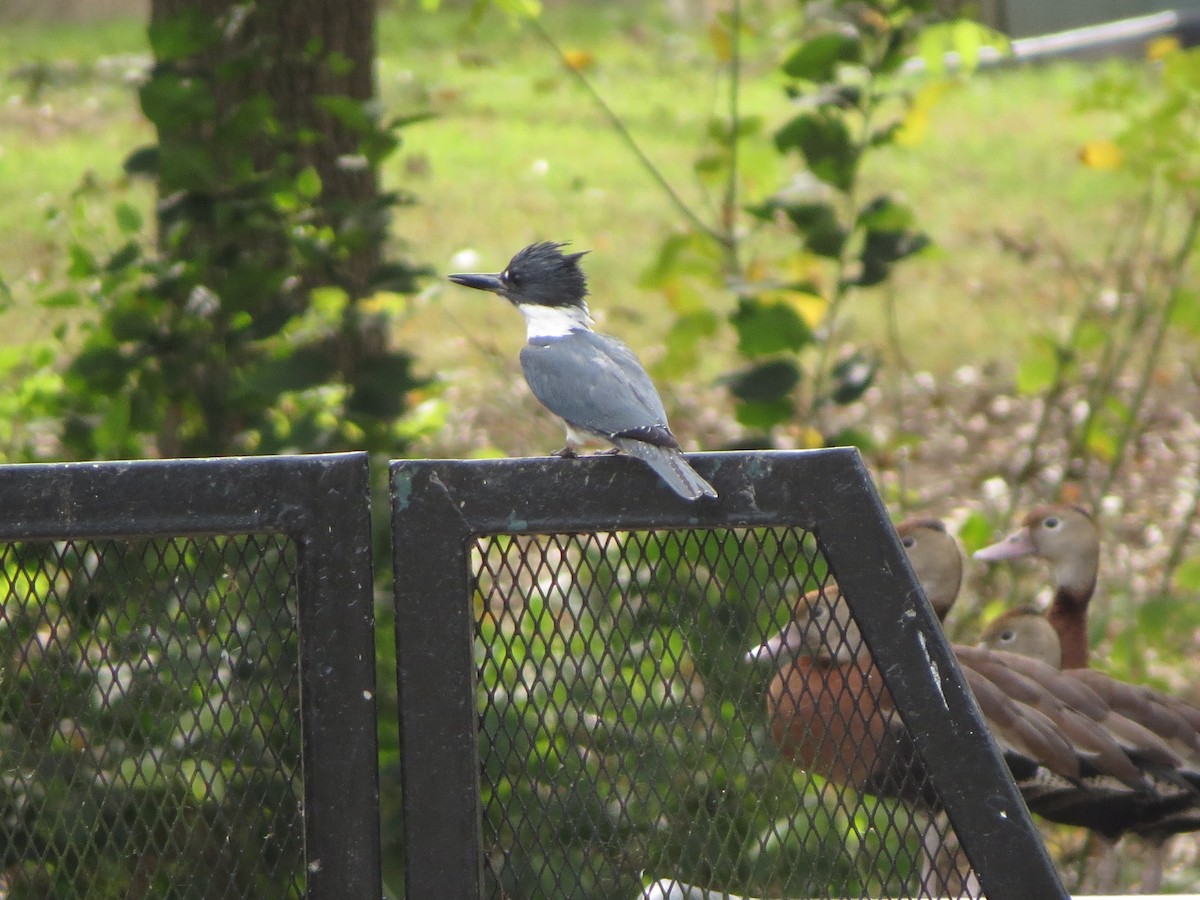 Belted Kingfisher - ML646027135