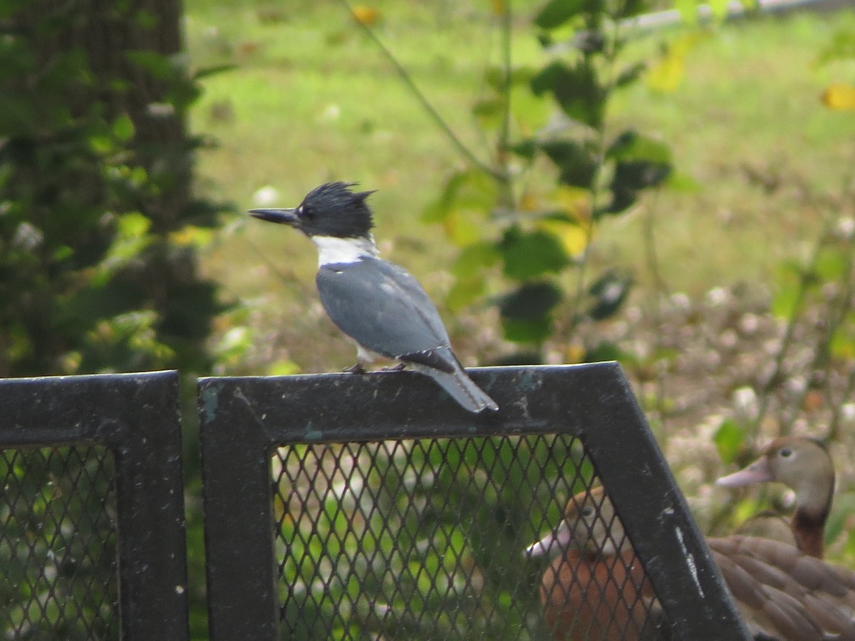 Belted Kingfisher - ML646027136