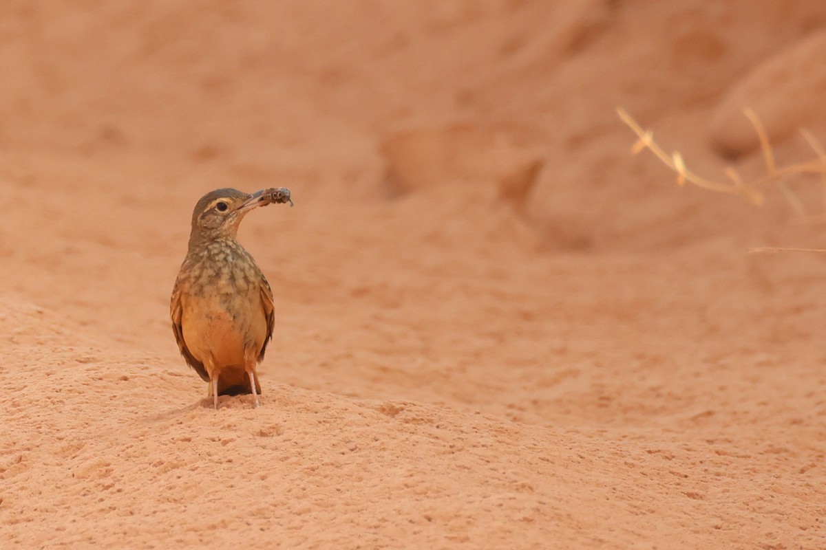 Campo Miner - ML646027147