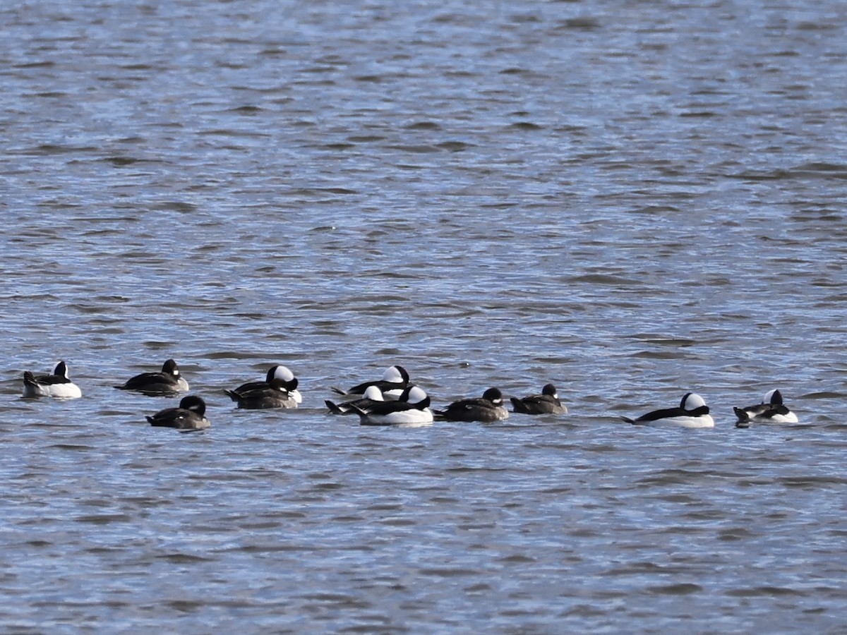 Bufflehead - ML646027149