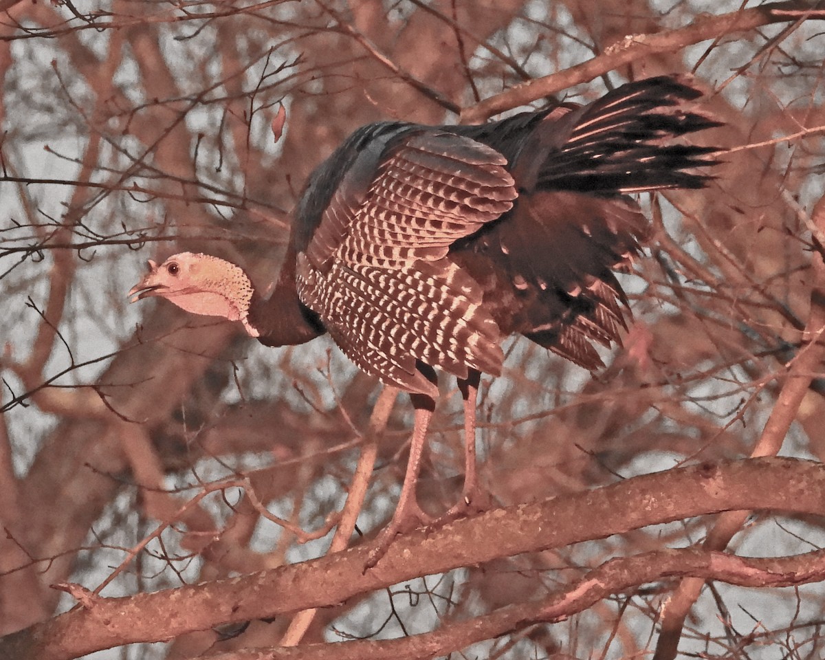Wild Turkey - ML646027150