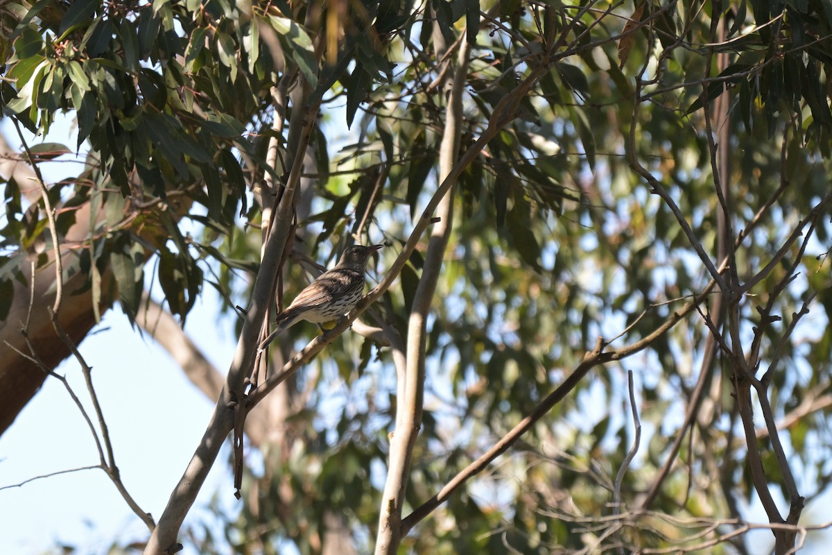 Olive-backed Oriole - ML646027152