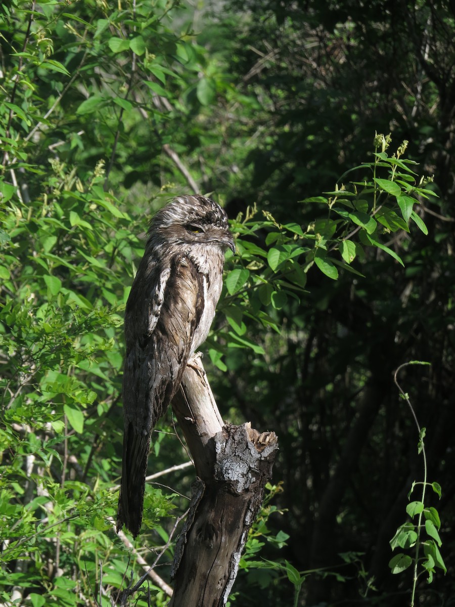 Northern Potoo - ML646027153
