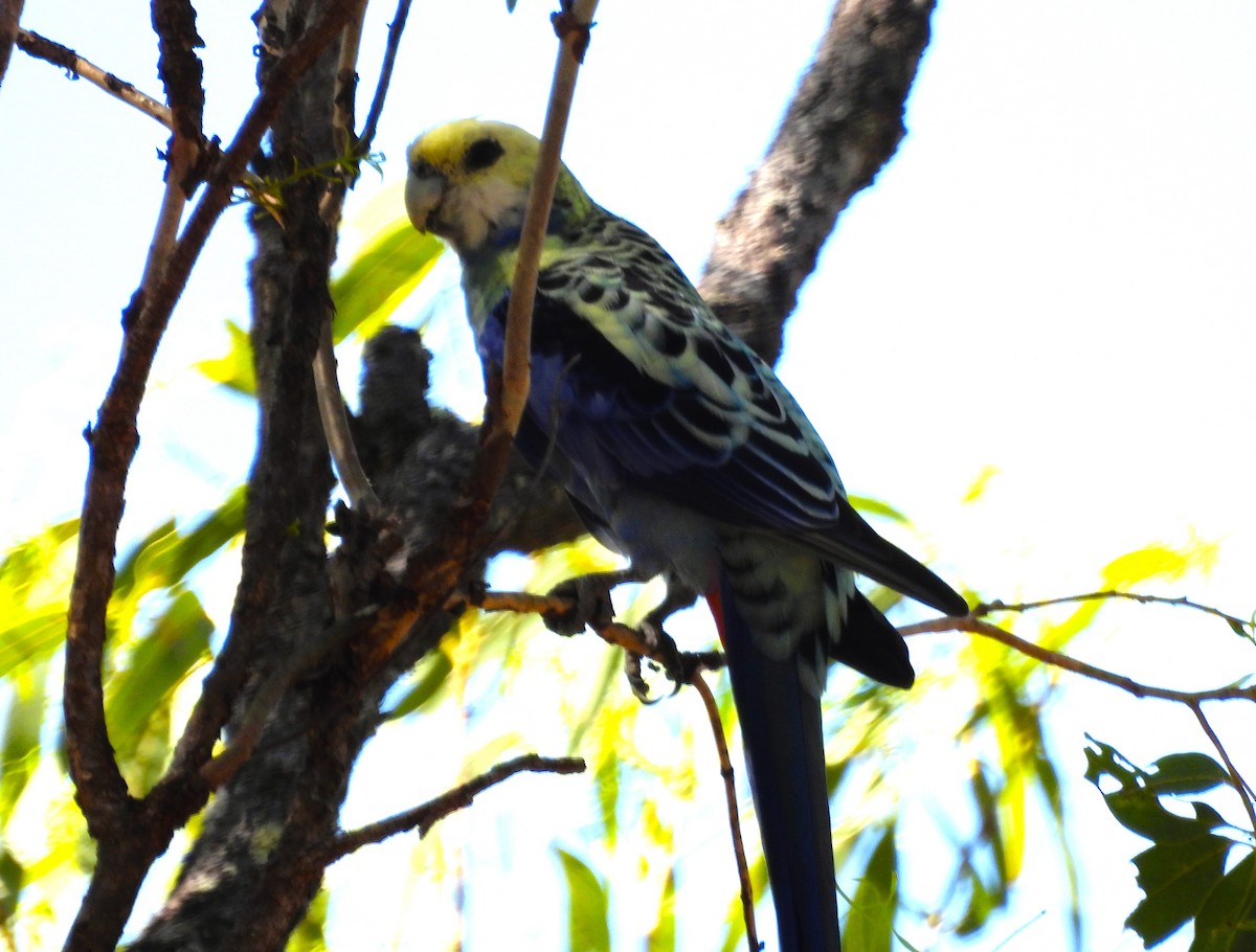 Pale-headed Rosella - ML646027154