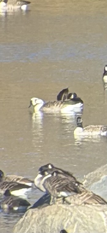 Kanadagans - ML646027156