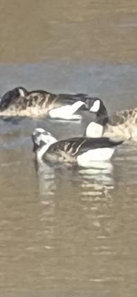 Kanadagans - ML646027157