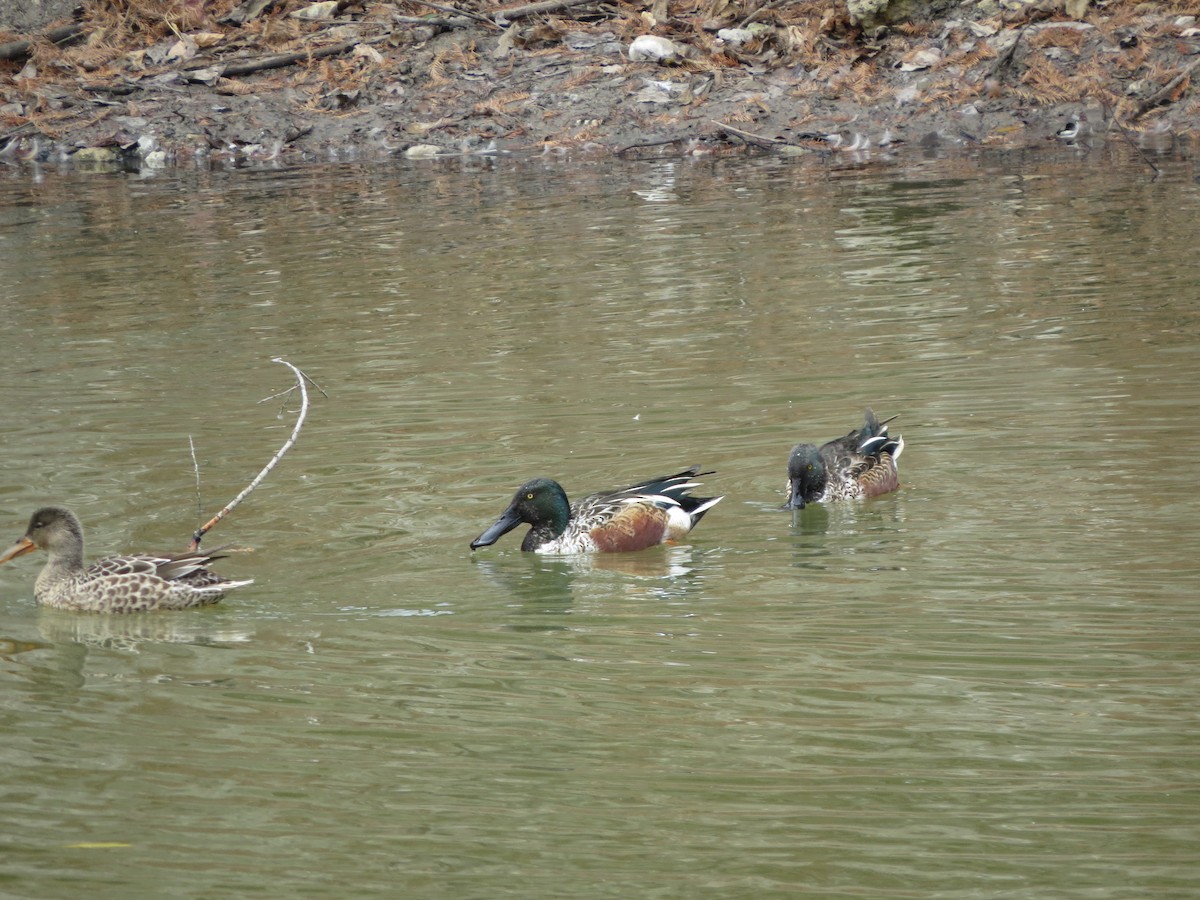 Kaşıkgaga - ML646027159