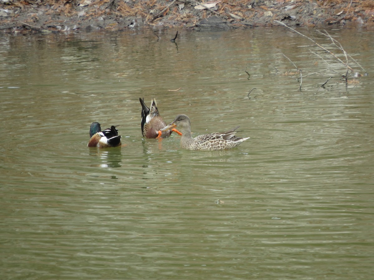 Kaşıkgaga - ML646027160