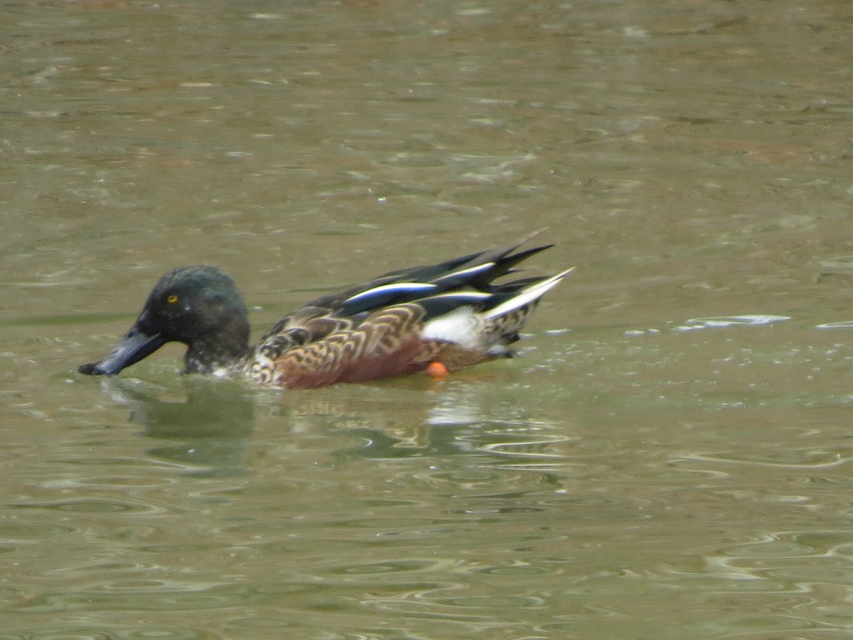 Kaşıkgaga - ML646027161