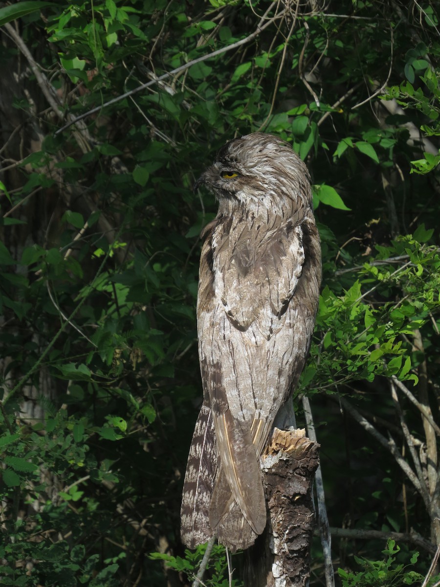Northern Potoo - ML646027168