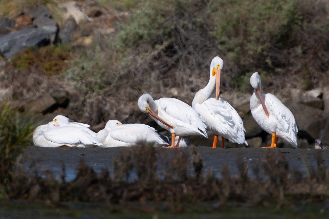 Pelícano Norteamericano - ML646027182