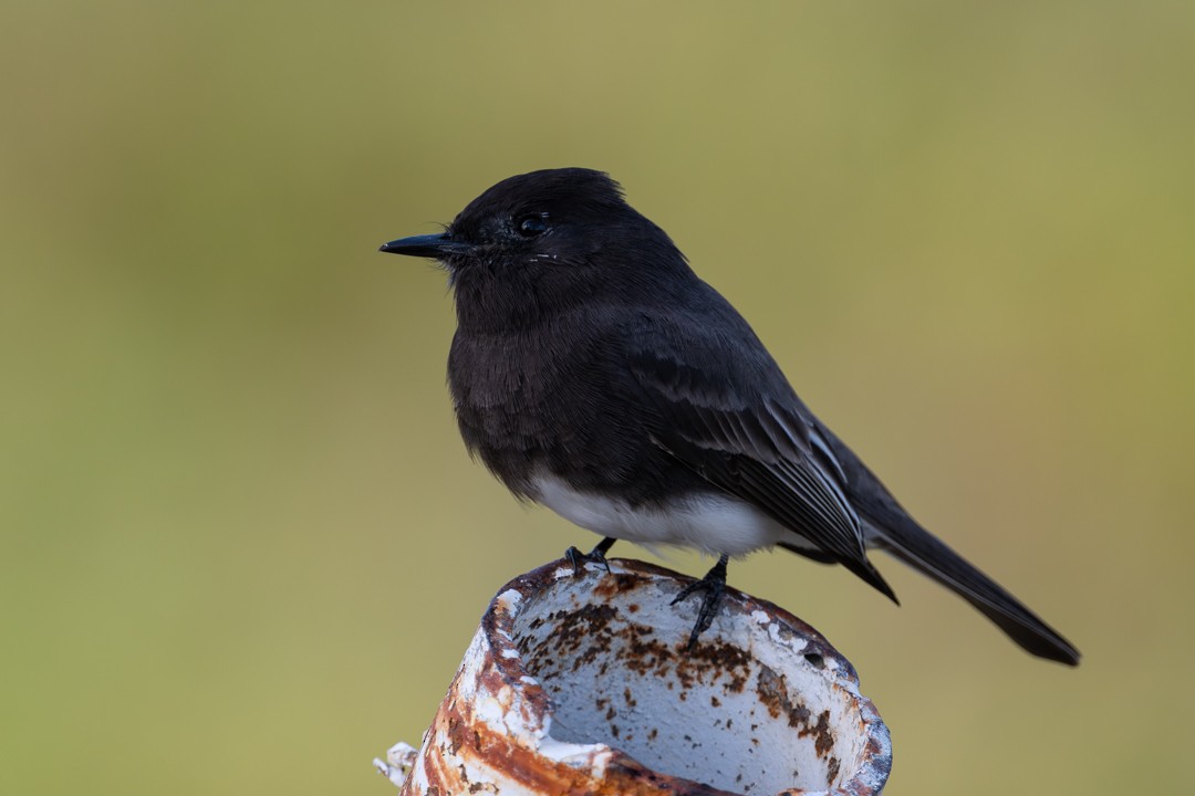 Black Phoebe - ML646027185