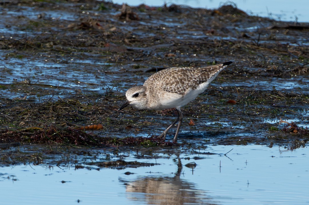 ダイゼン - ML646027188