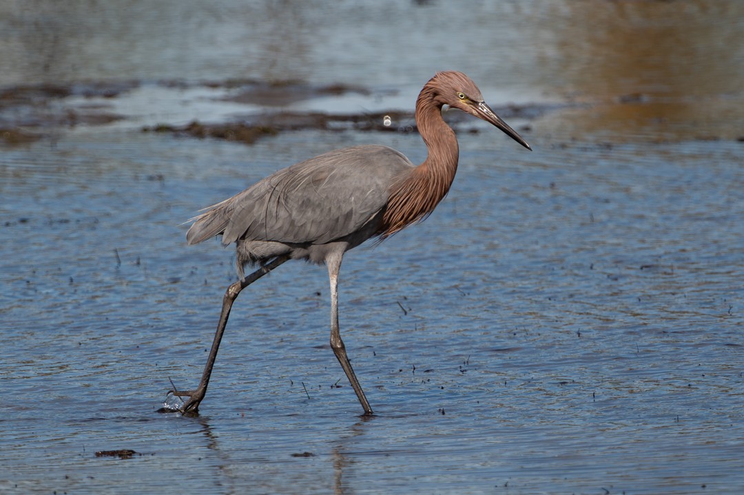 Reddish Egret - ML646027193