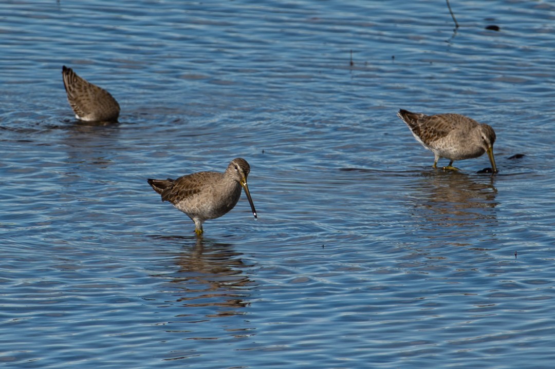 短嘴半蹼鷸 - ML646027194