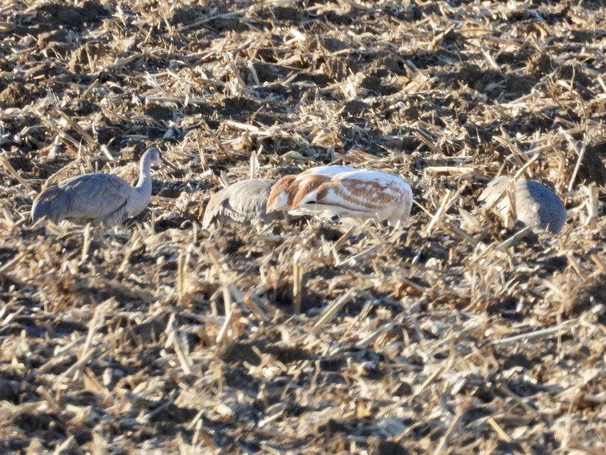 Schreikranich - ML646027196