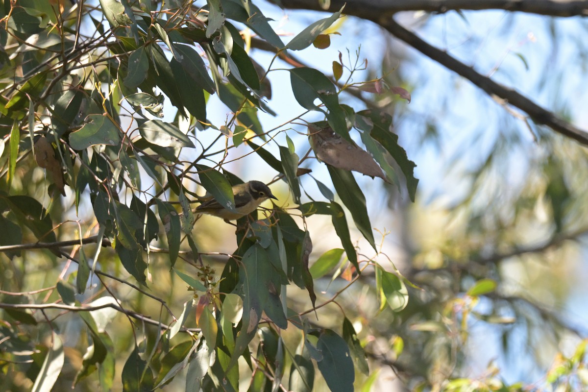 Brown-headed Honeyeater - ML646027197