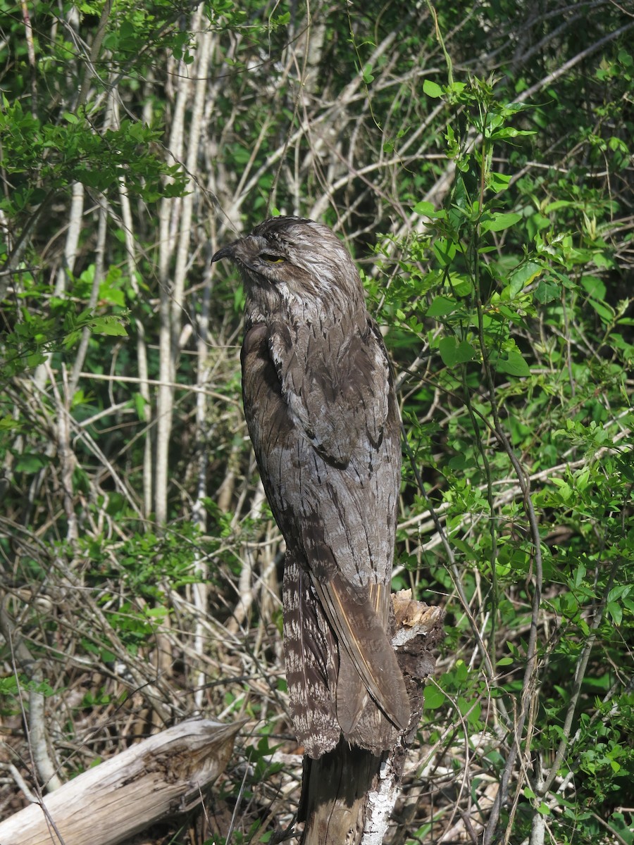 Northern Potoo - ML646027198