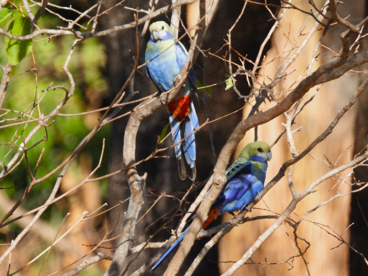 Pale-headed Rosella - ML646027199