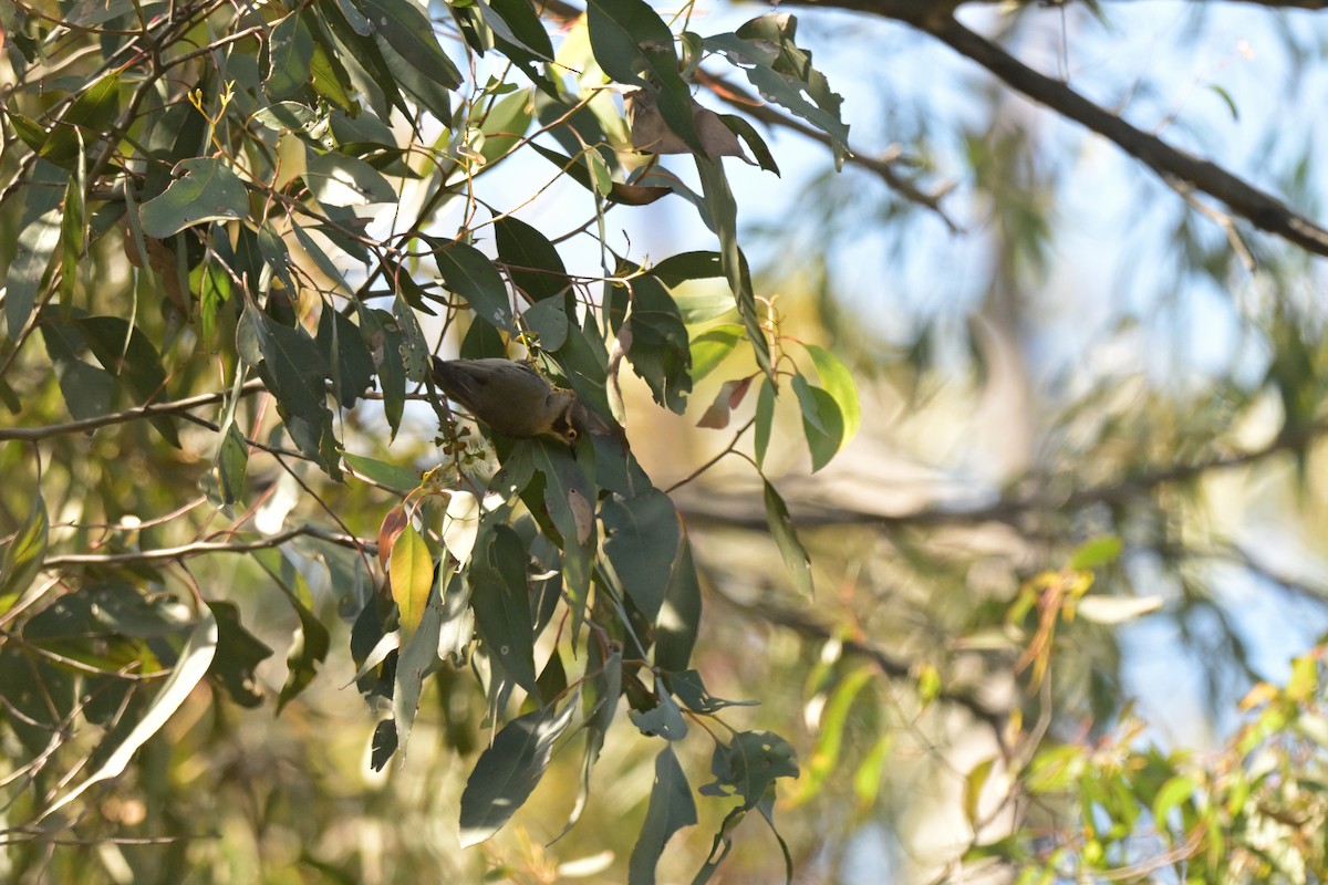 Brown-headed Honeyeater - ML646027200