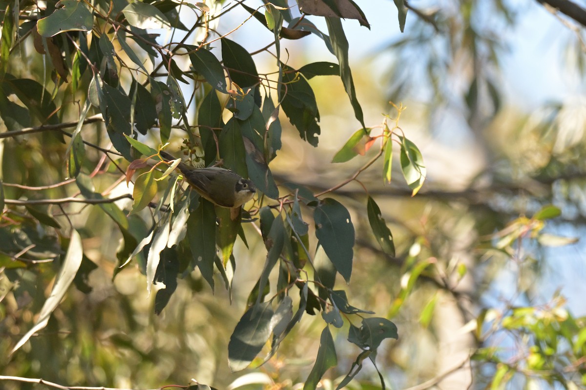 Brown-headed Honeyeater - ML646027201