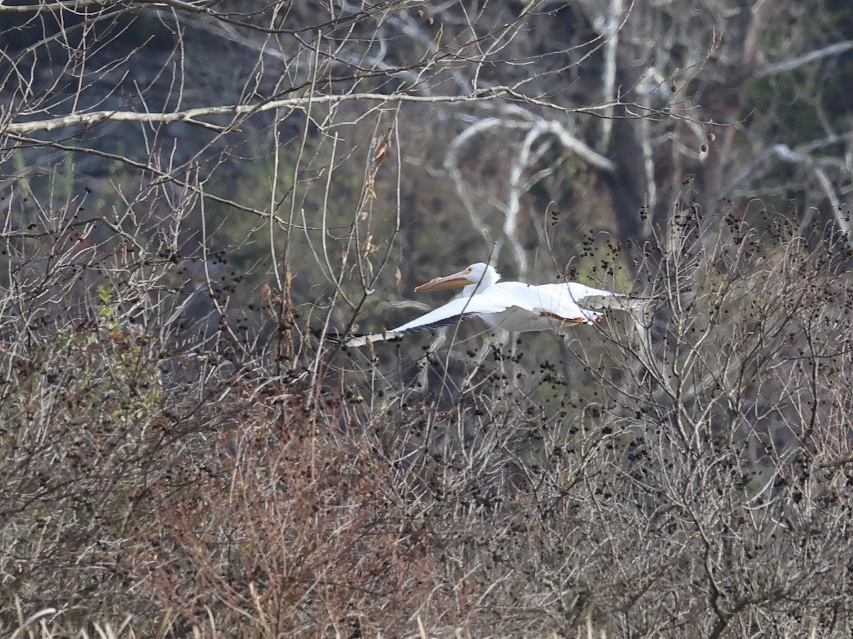 Pelícano Norteamericano - ML646027203