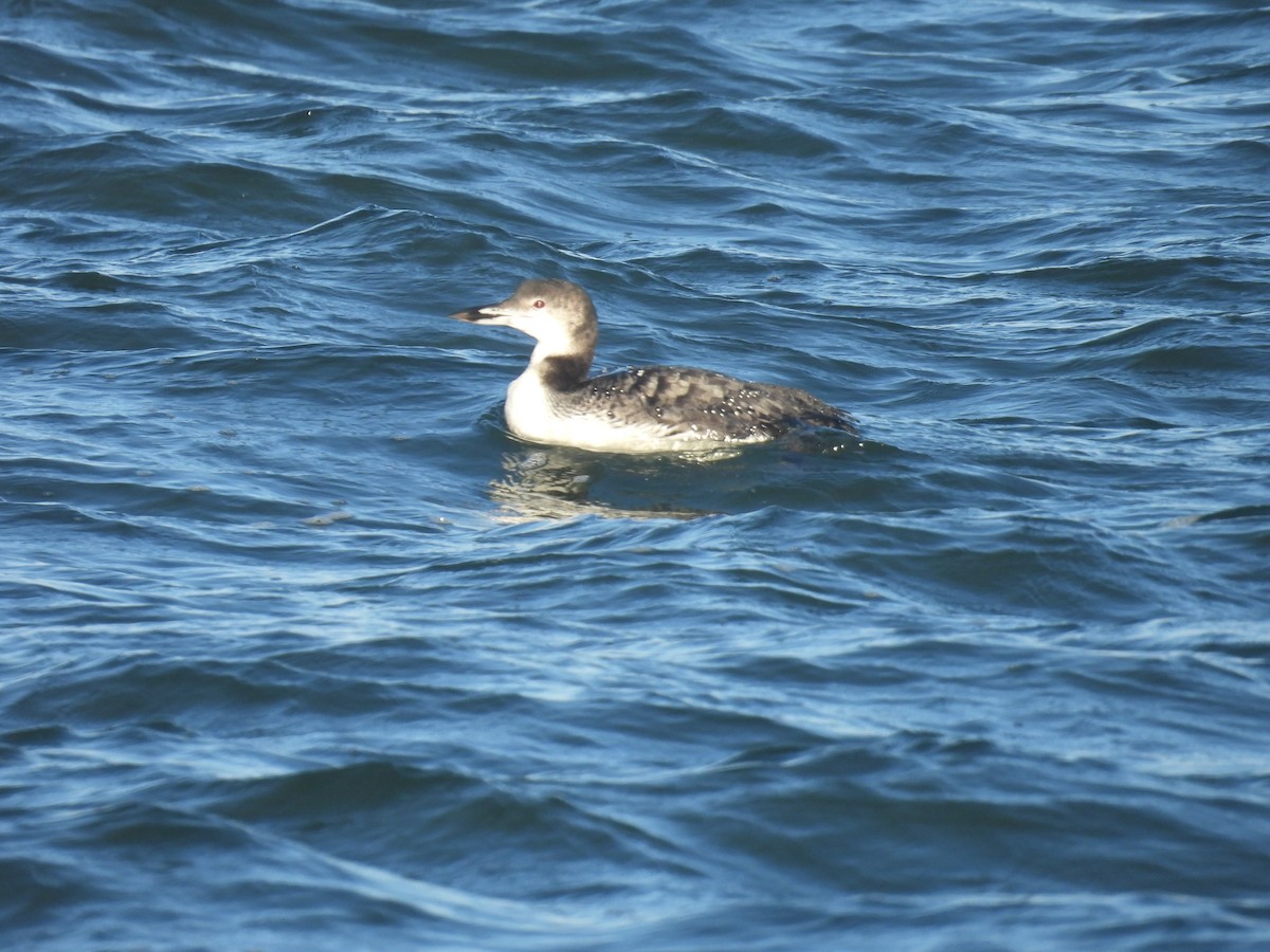 Common Loon - ML646027204