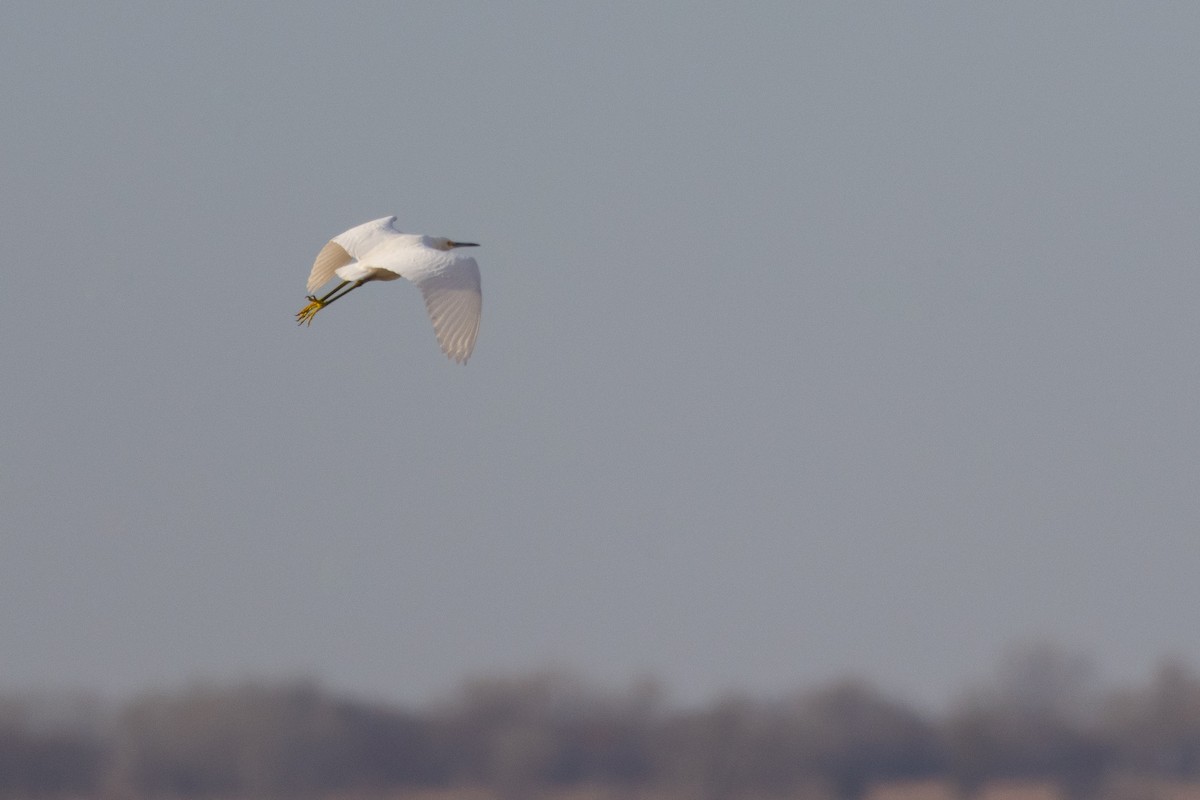 Snowy Egret - ML646027212
